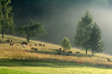 images/Unsere-Tiere/2012 schafe nebelwiese bernhard.png